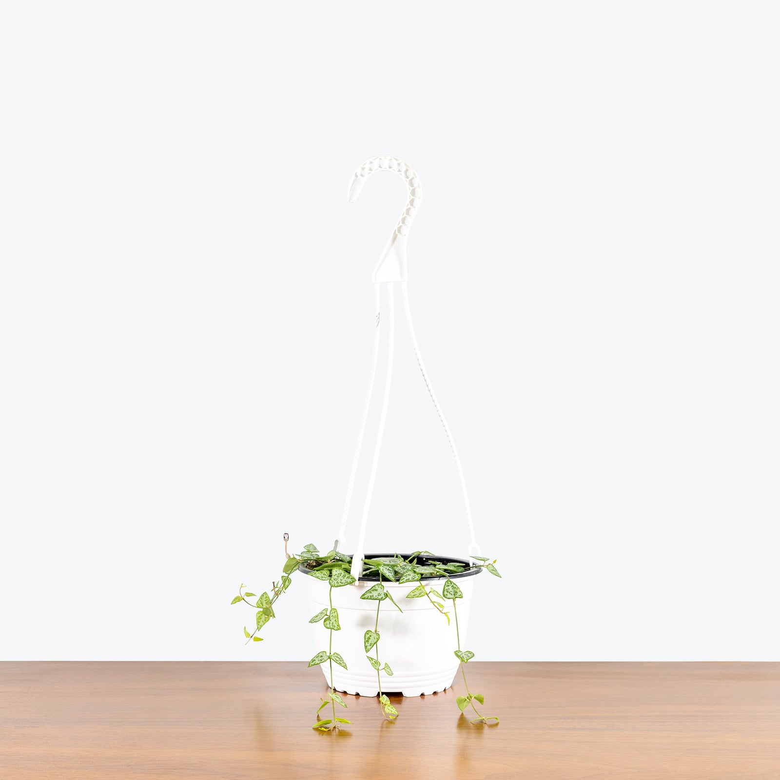 String of Spades | Ceropegia woodii Heartless | Care Guide and Pro Tips - Delivery from Toronto across Canada - JOMO Studio