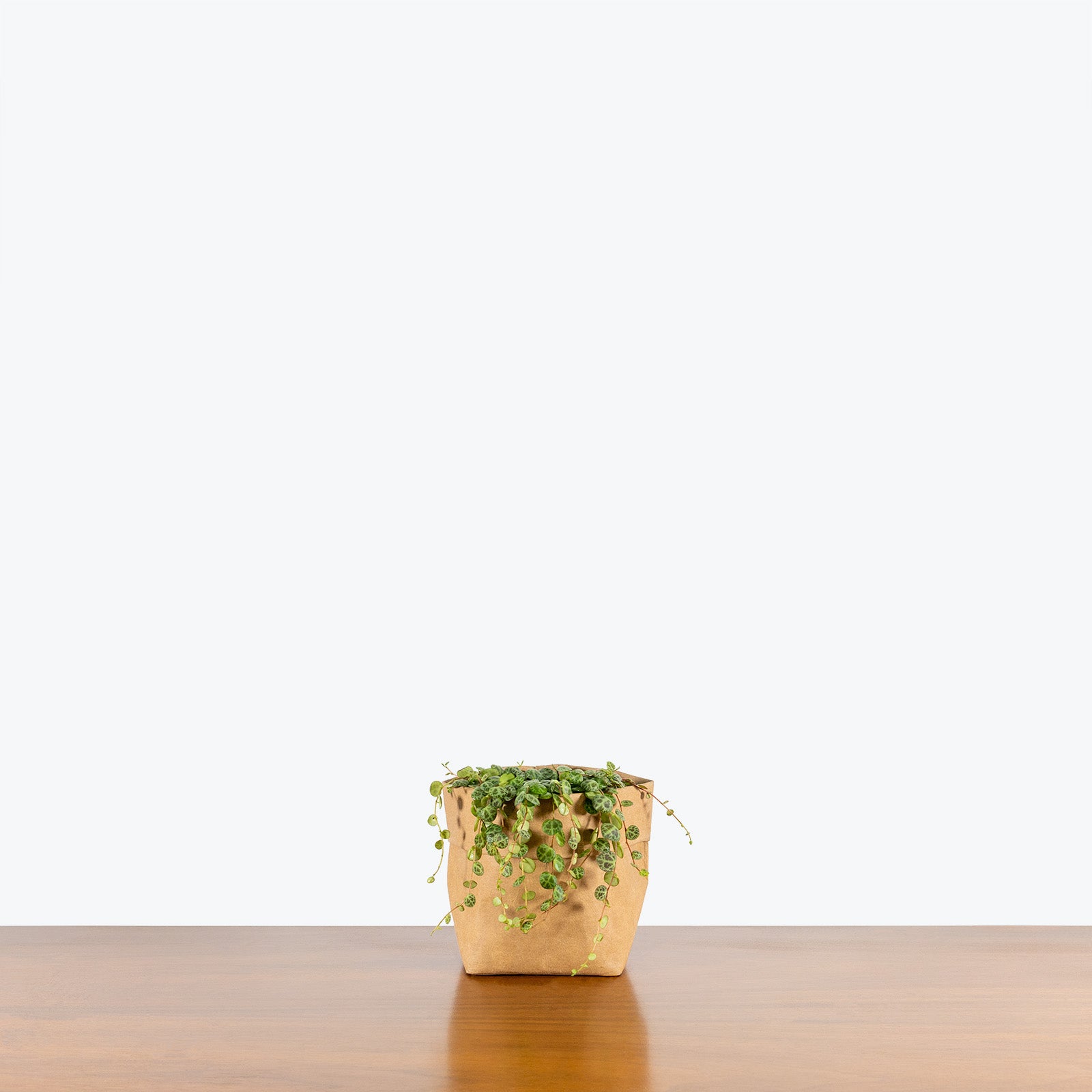 String of Turtles | Peperomia Prostrata | Care Guide and Pro Tips - Delivery from Toronto across Canada - JOMO Studio
