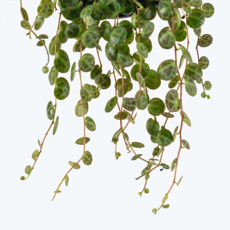 String of Turtles | Peperomia Prostrata | Care Guide and Pro Tips - Delivery from Toronto across Canada - JOMO Studio