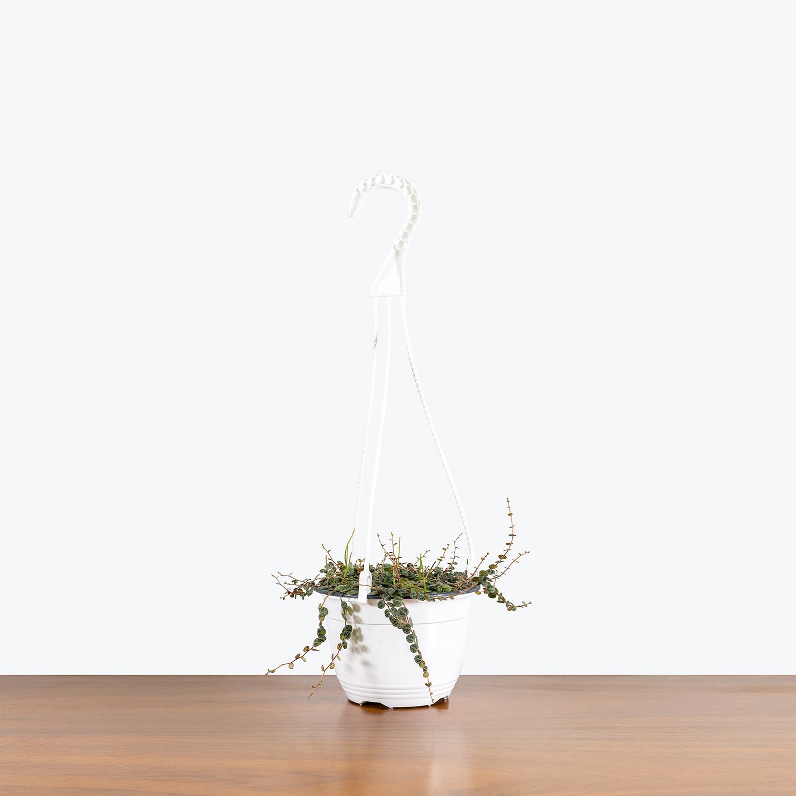 String of Turtles | Peperomia Prostrata | Care Guide and Pro Tips - Delivery from Toronto across Canada - JOMO Studio