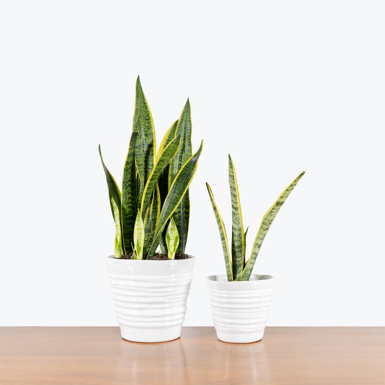 Striped Ceramic Planter - House Plants Delivery Toronto - JOMO Studio