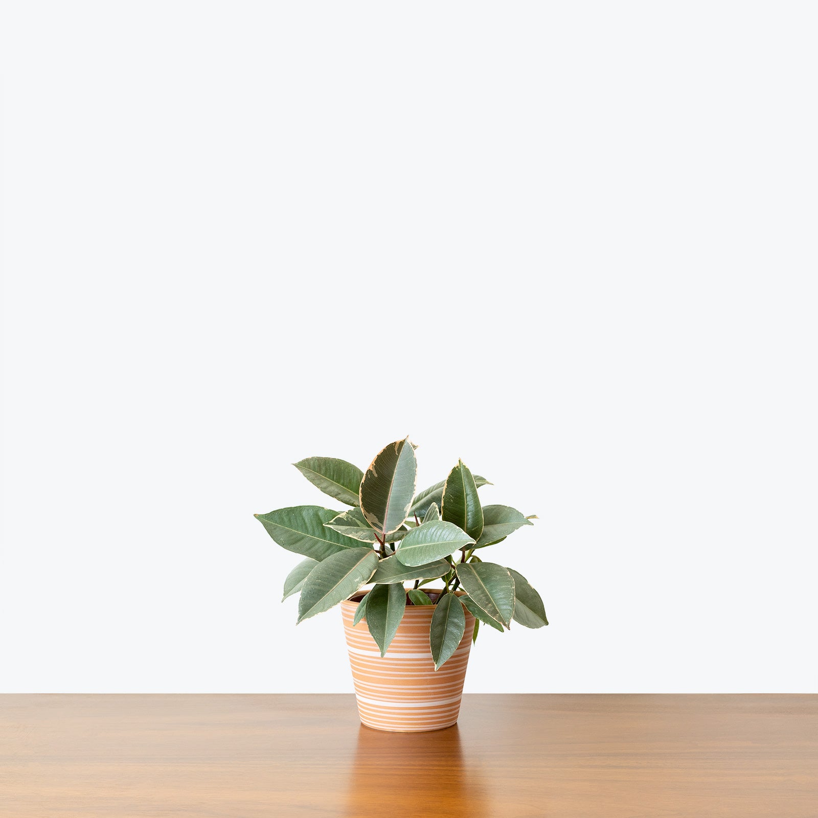 Striped Clay Planter - House Plants Delivery Toronto - JOMO Studio