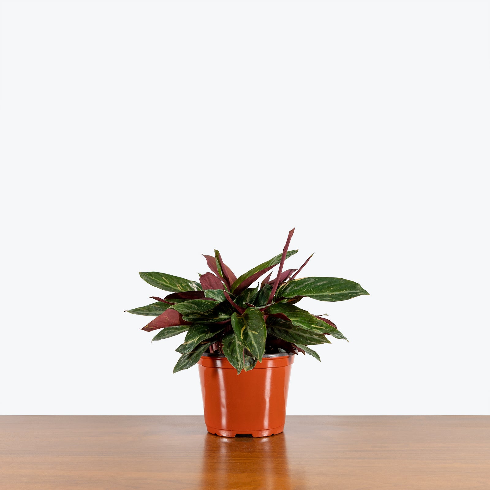 Stromanthe Magic Star - House Plants Delivery Toronto - JOMO Studio