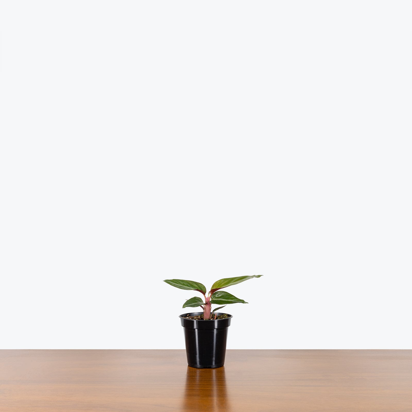 Stromanthe Sanguinea - House Plants Delivery Toronto - JOMO Studio