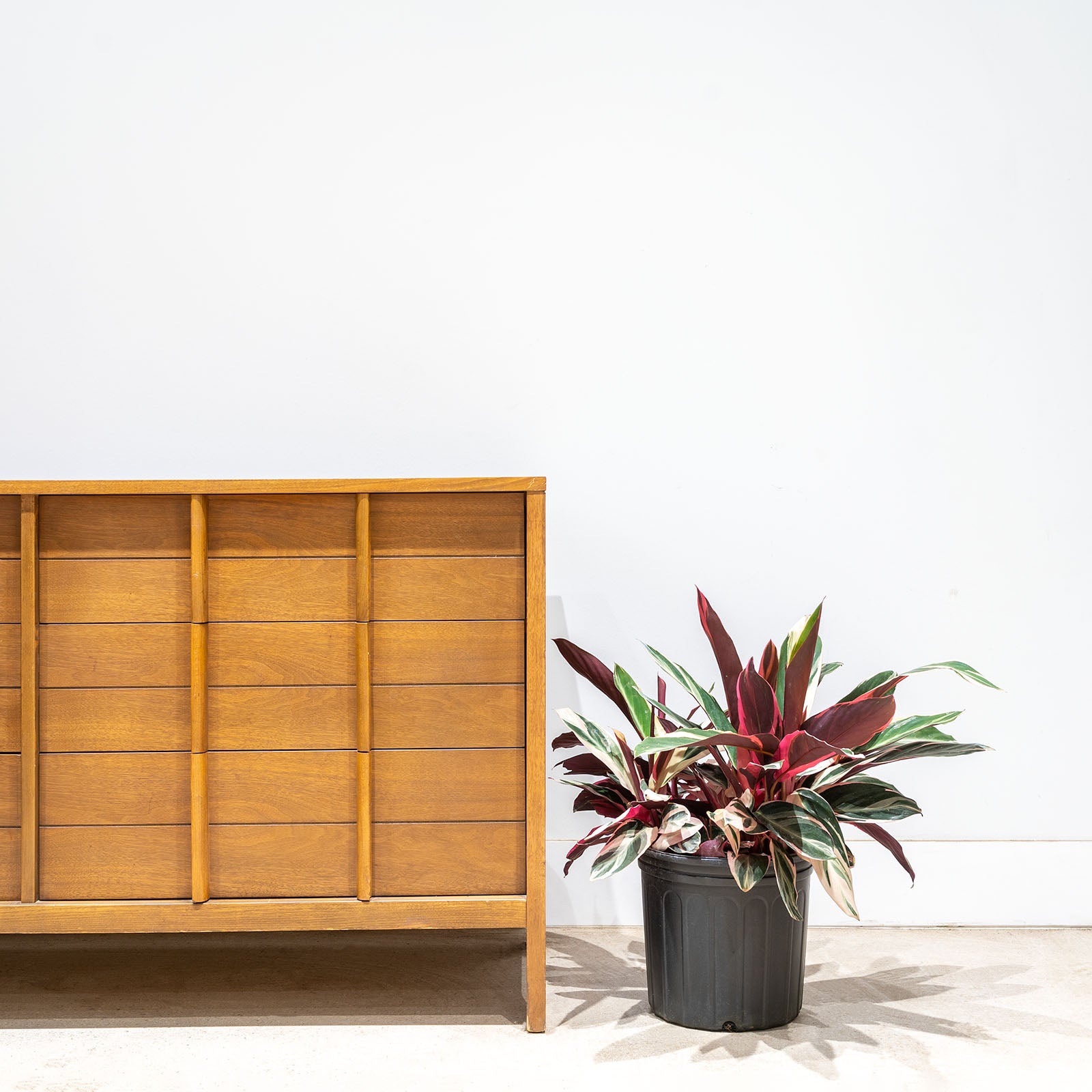 Stromanthe Triostar | Care Guide and Pro Tips - Delivery from Toronto across Canada - JOMO Studio