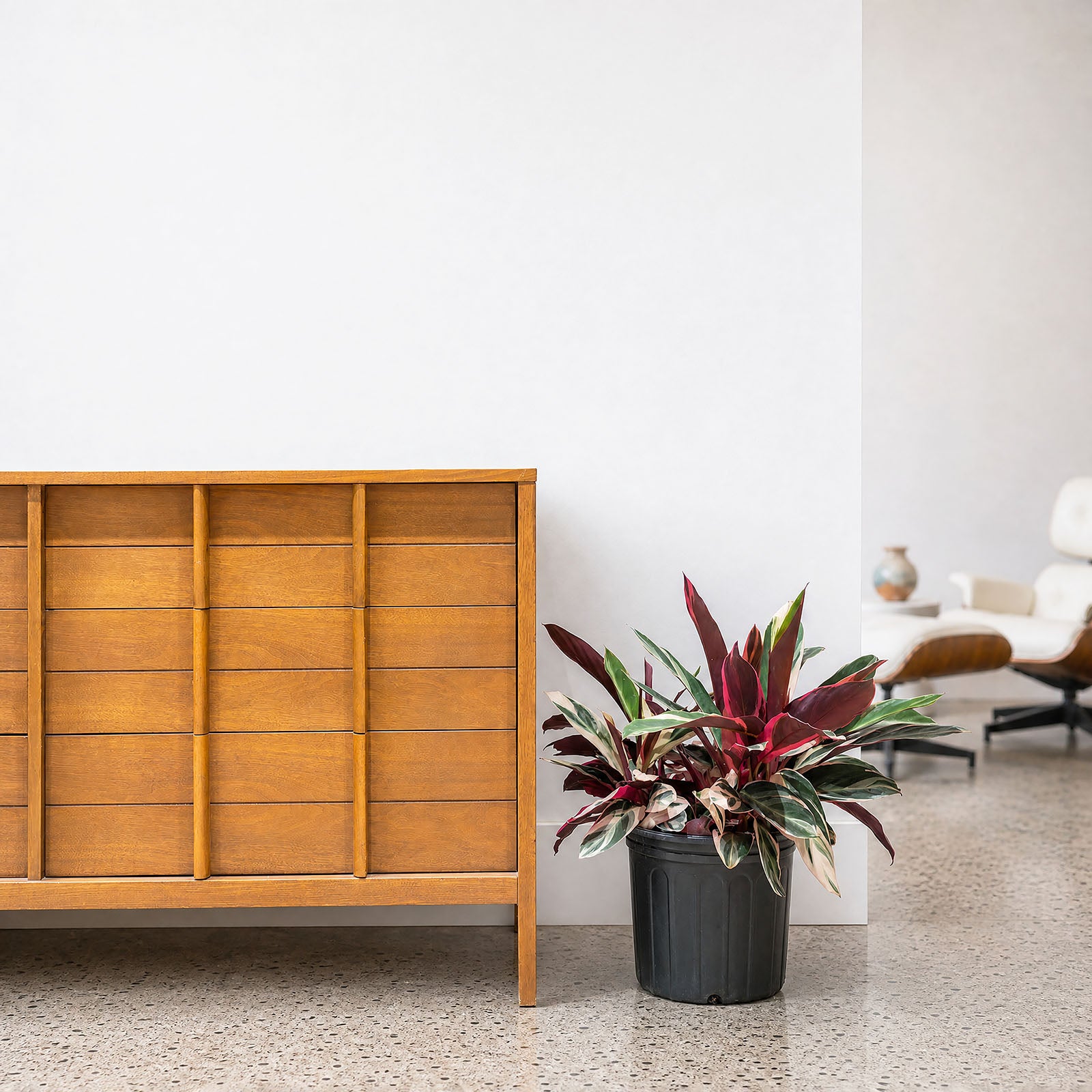 Stromanthe Triostar | Care Guide and Pro Tips - Delivery from Toronto across Canada - JOMO Studio