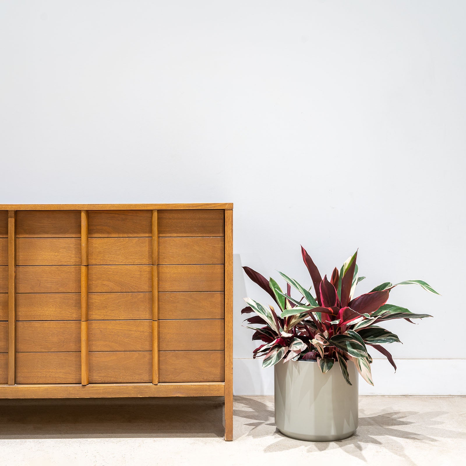 Stromanthe Triostar | Care Guide and Pro Tips - Delivery from Toronto across Canada - JOMO Studio