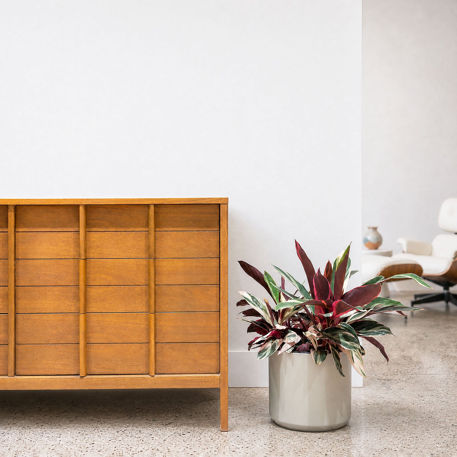 Stromanthe Triostar | Care Guide and Pro Tips - Delivery from Toronto across Canada - JOMO Studio