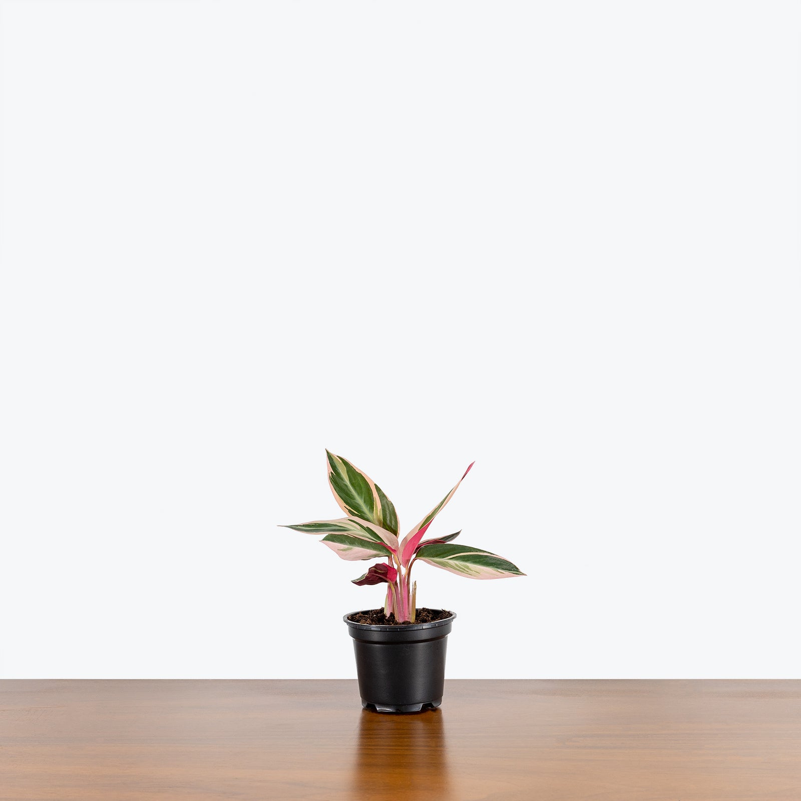 Stromanthe Triostar - House Plants Delivery Toronto - JOMO Studio