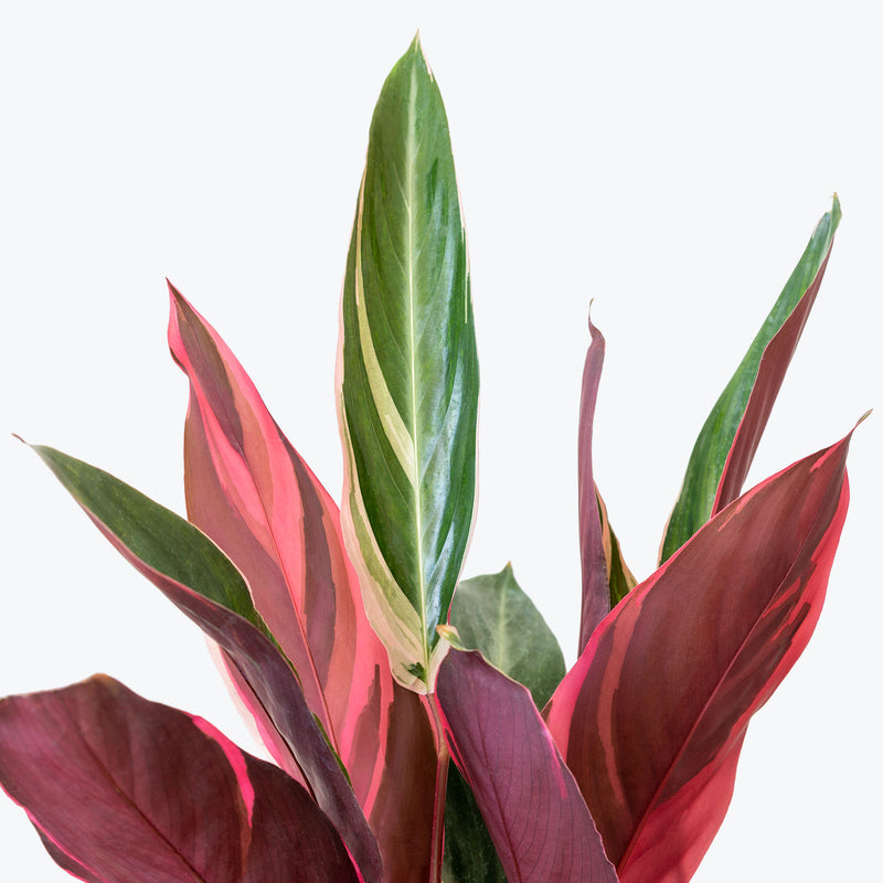 Stromanthe Triostar - House Plants Delivery Toronto - JOMO Studio