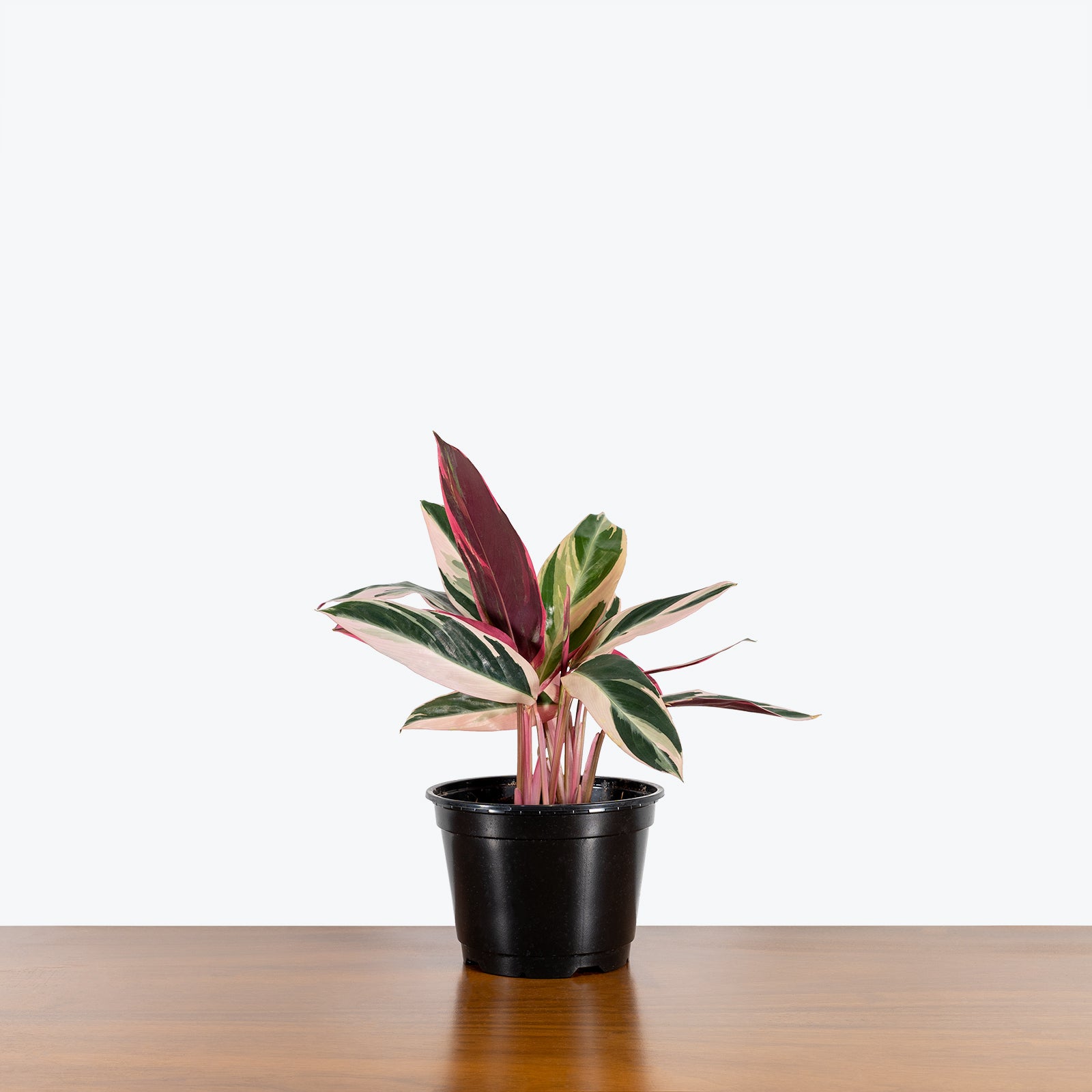 Stromanthe Triostar - House Plants Delivery Toronto - JOMO Studio