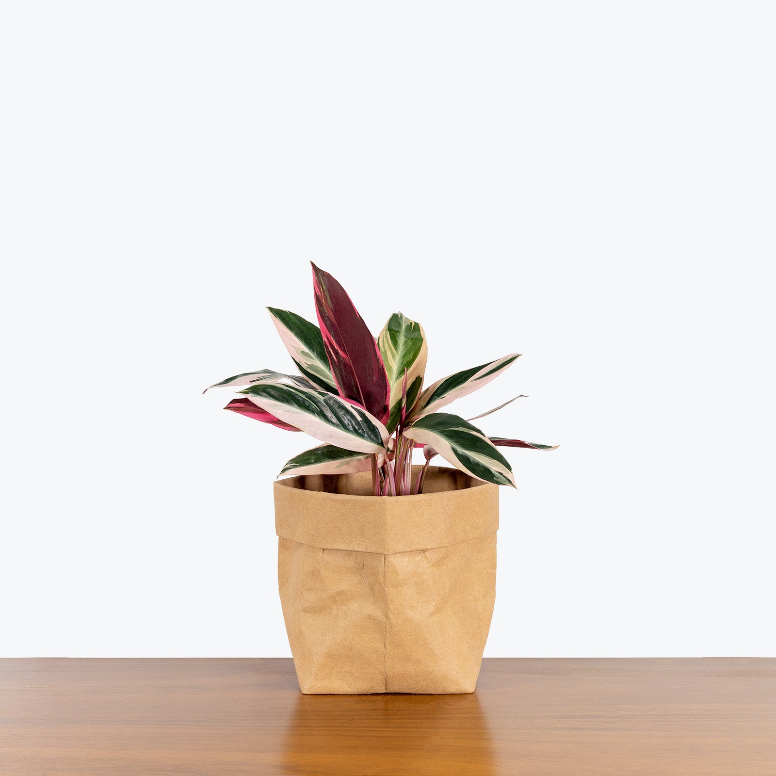 Stromanthe Triostar | Care Guide and Pro Tips - Delivery from Toronto across Canada - JOMO Studio