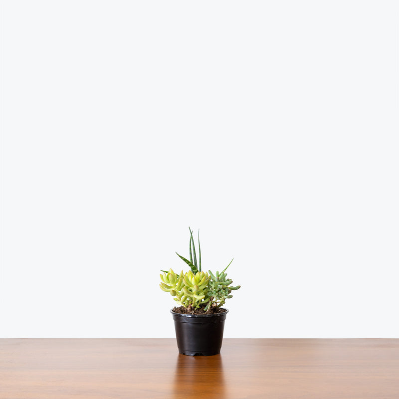 Assorted Succulent - House Plants Delivery Toronto - JOMO Studio