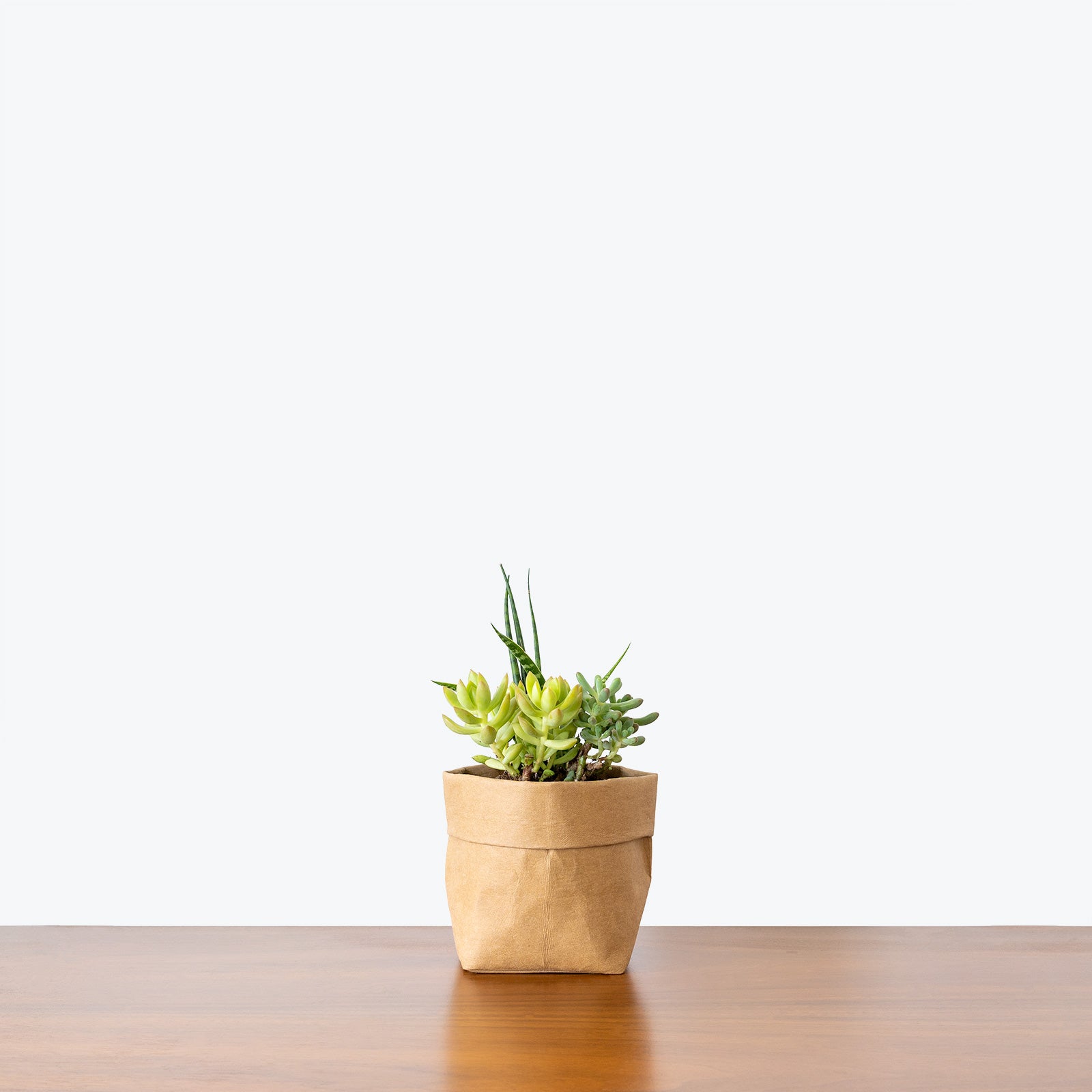 succulent plants toronto Assorted Succulent - House Plants Delivery Toronto