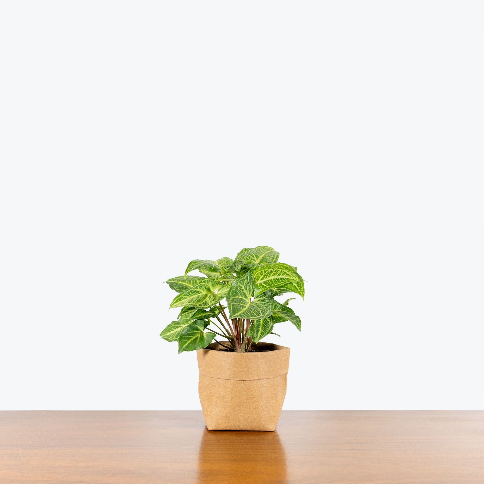 Syngonium Batik - Arrowhead Plant - House Plants Delivery Toronto - JOMO Studio