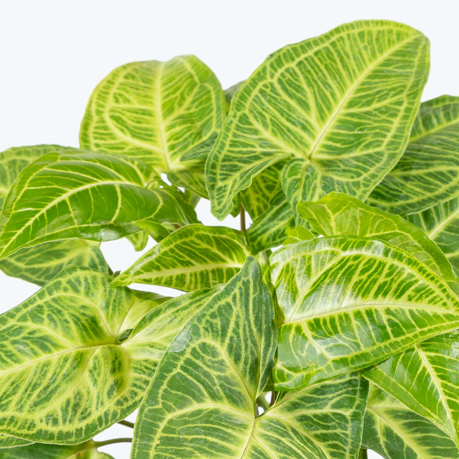 Syngonium Batik - Arrowhead Plant - House Plants Delivery Toronto - JOMO Studio