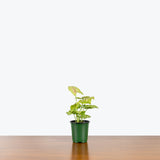 Syngonium Cream Allusion — 4" Pot