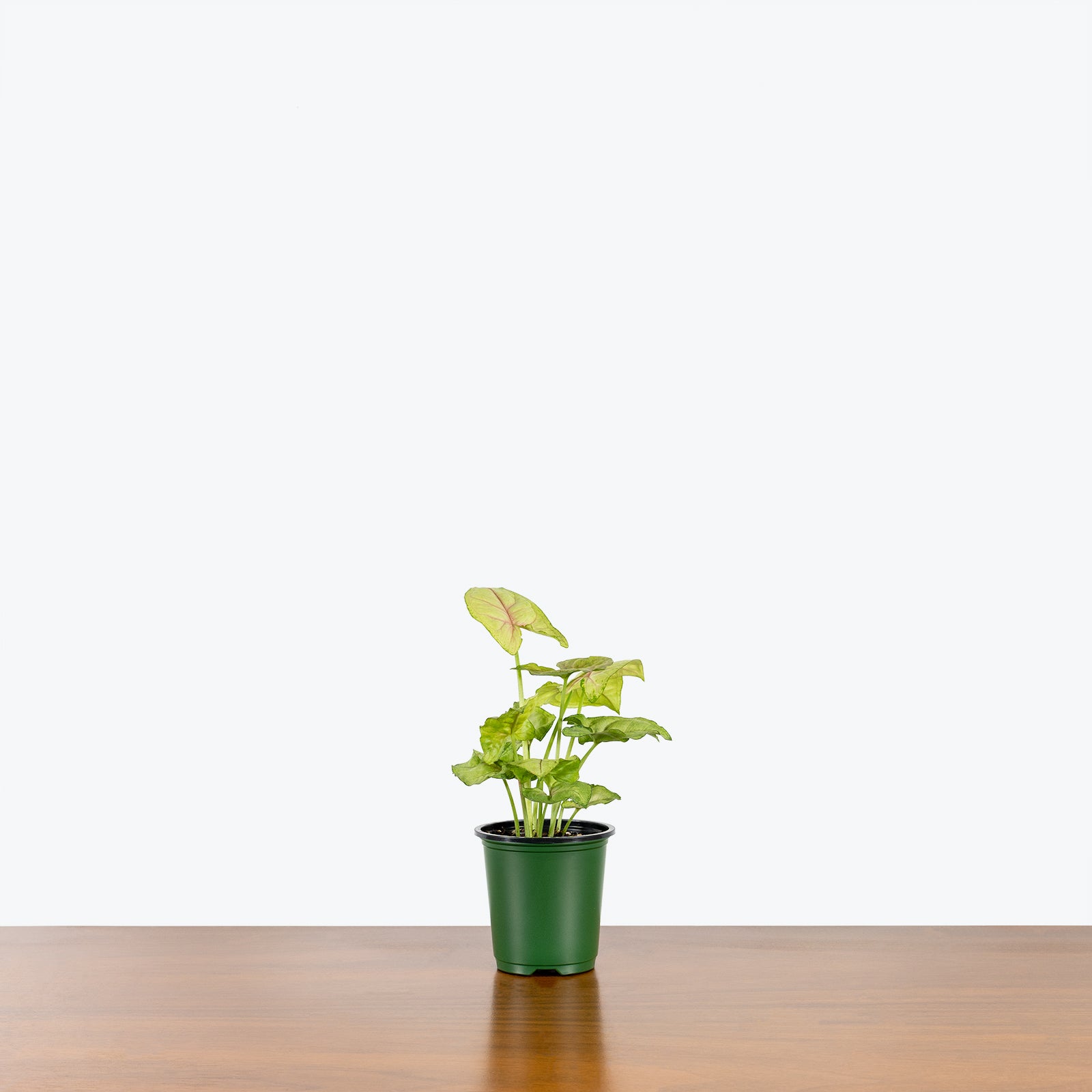 Syngonium Cream Allusion - Arrowhead Plant - House Plants Delivery Toronto - JOMO Studio