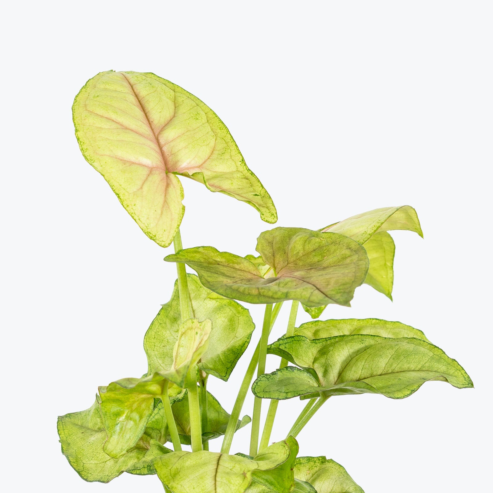 Syngonium Cream Allusion - Arrowhead Plant - House Plants Delivery Toronto - JOMO Studio