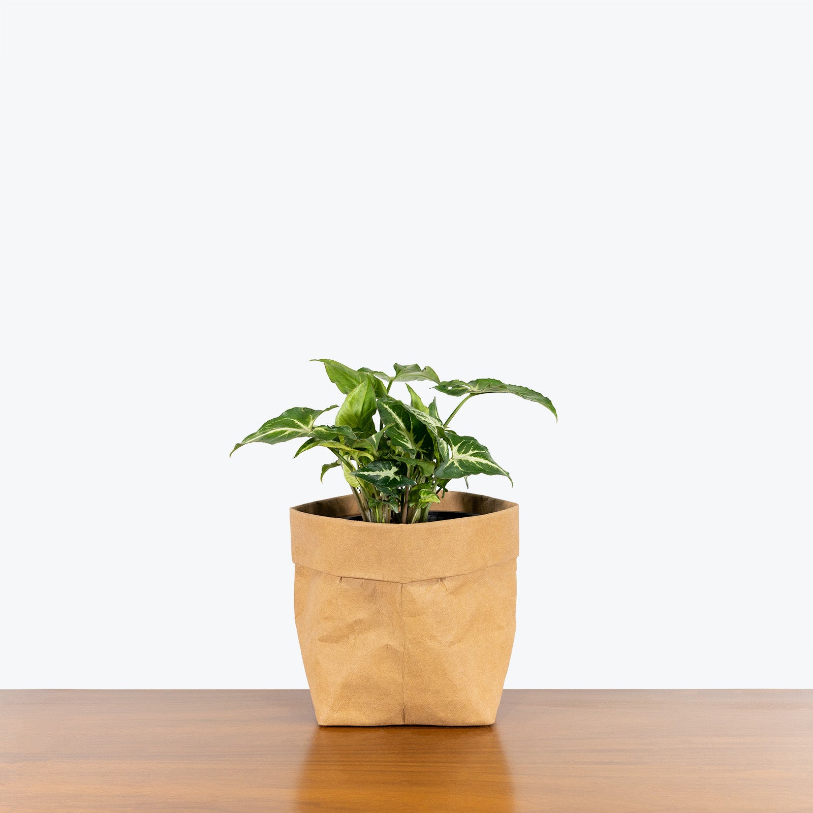 Syngonium Glo Go - Arrowhead Plant - House Plants Delivery Toronto - JOMO Studio