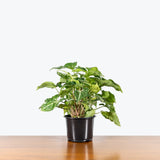 Syngonium Green Star — 6" Pot