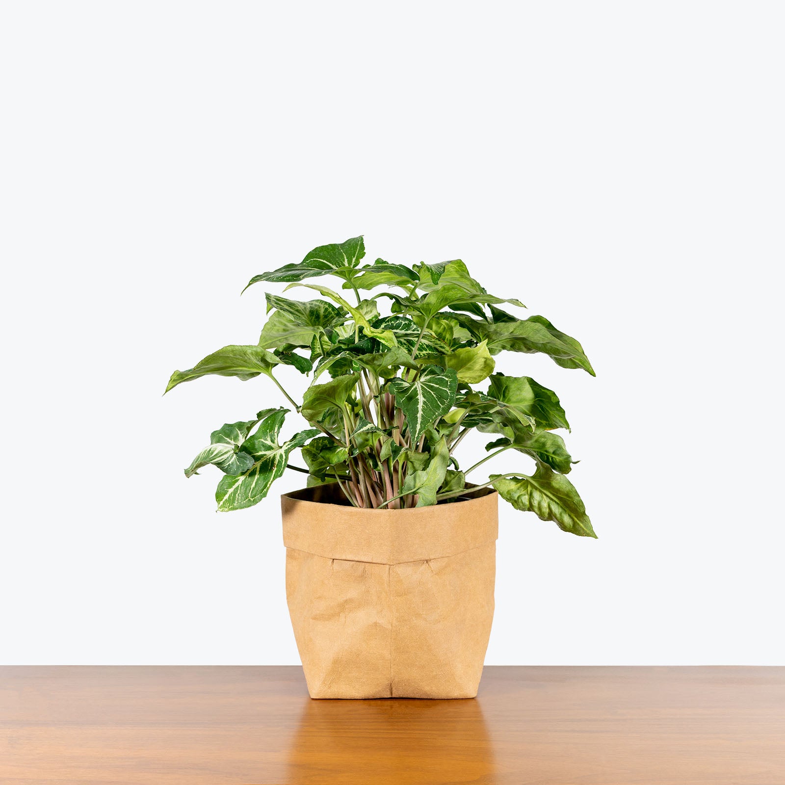 Syngonium Green Star - Arrowhead Plant - House Plants Delivery Toronto - JOMO Studio