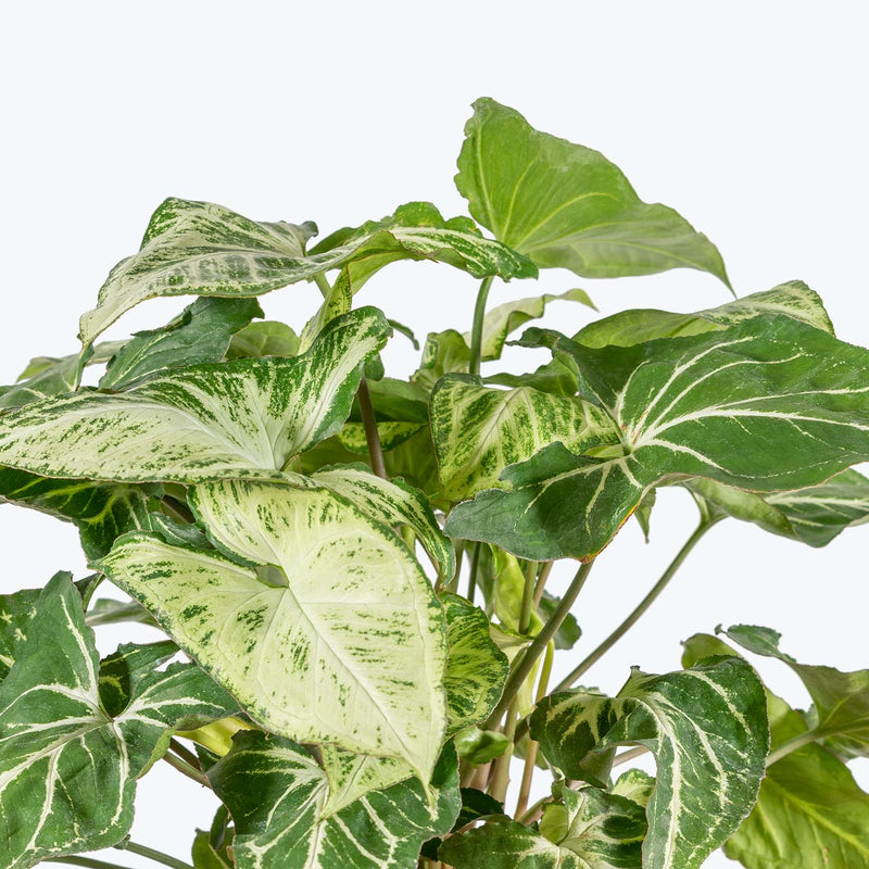 Syngonium Green Star - Arrowhead Plant - House Plants Delivery Toronto - JOMO Studio