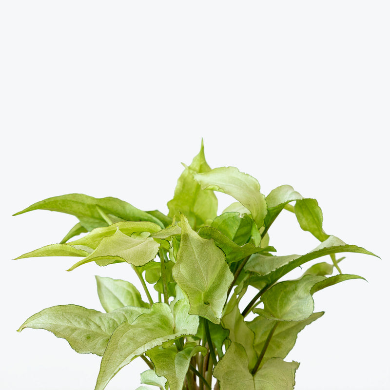 Syngonium Holly - Arrowhead Plant - House Plants Delivery Toronto - JOMO Studio