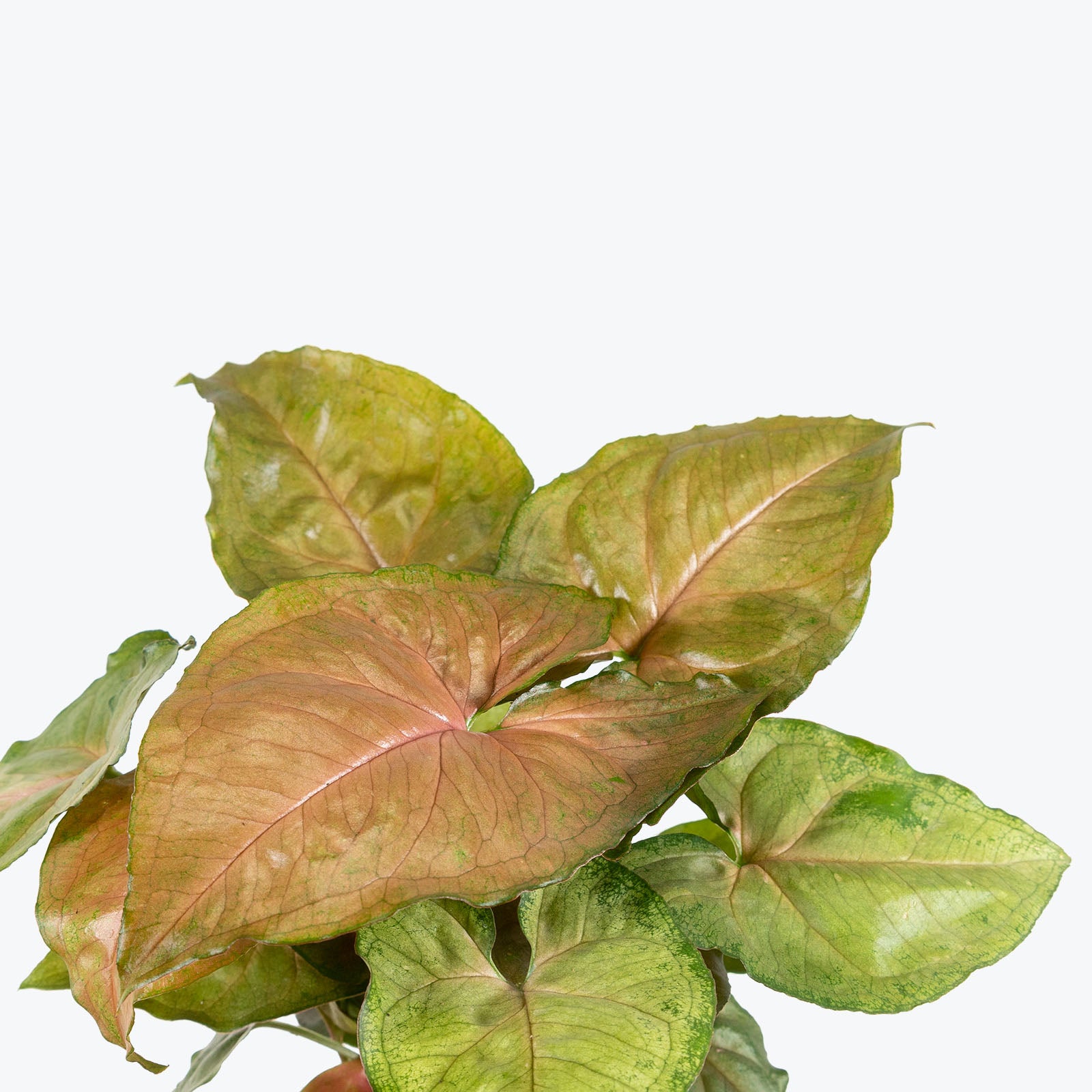 Syngonium Mango Allusion - Arrowhead Plant - House Plants Delivery Toronto - JOMO Studio