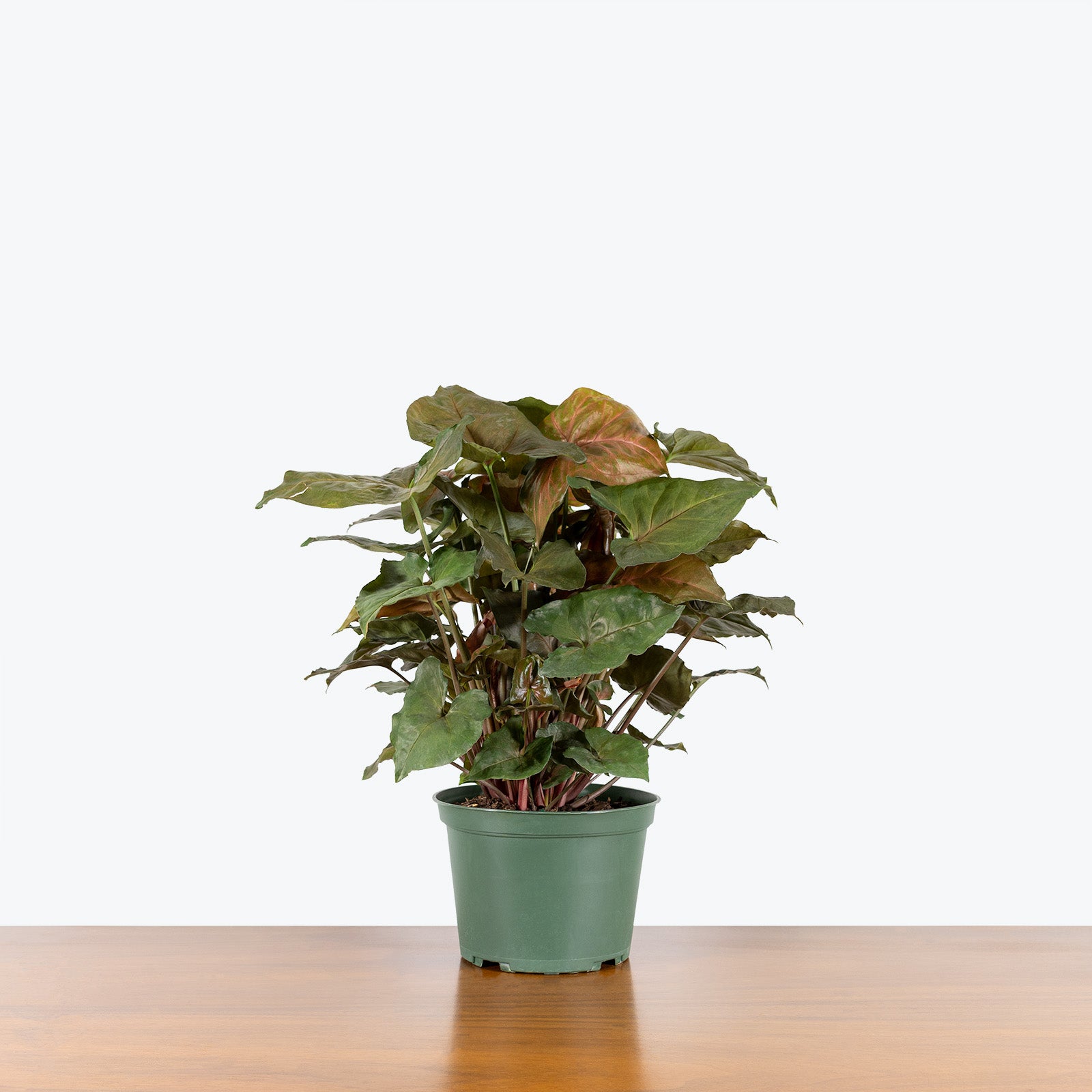 Syngonium Mango Allusion - Arrowhead Plant - House Plants Delivery Toronto - JOMO Studio
