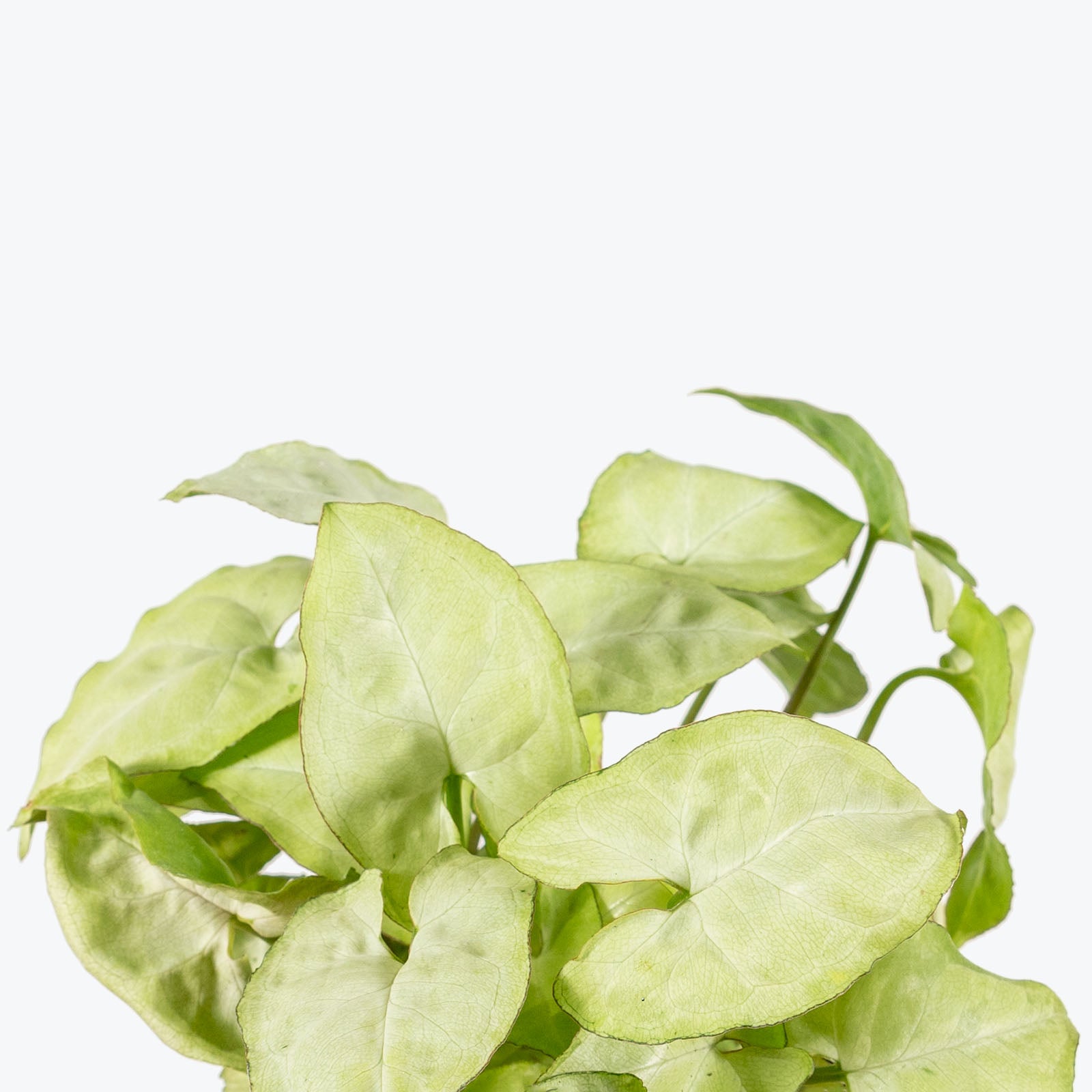 Syngonium Moonlight - Arrowhead Plant - House Plants Delivery Toronto - JOMO Studio