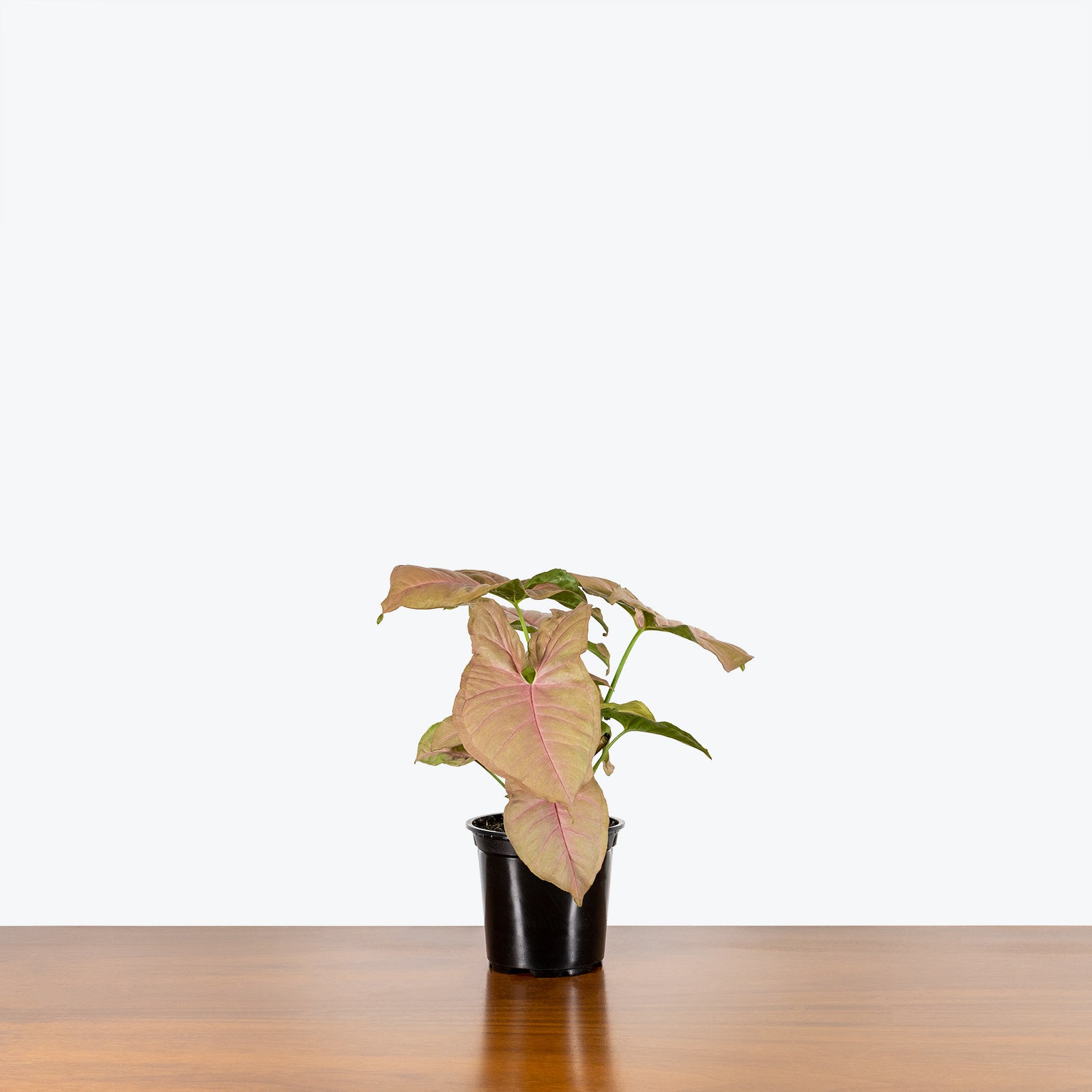 Syngonium Neon - Arrowhead Plant - House Plants Delivery Toronto - JOMO Studio
