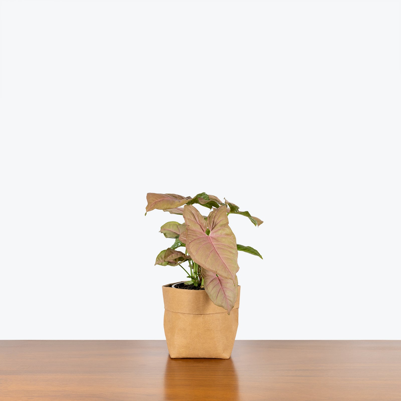 Syngonium Neon - Arrowhead Plant - House Plants Delivery Toronto - JOMO Studio