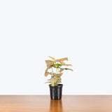 Syngonium Pink Splash — 4" Pot