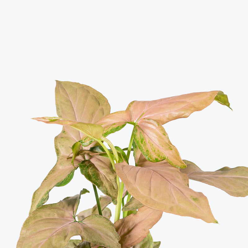 Syngonium Pink Splash - Arrowhead Plant - House Plants Delivery Toronto - JOMO Studio