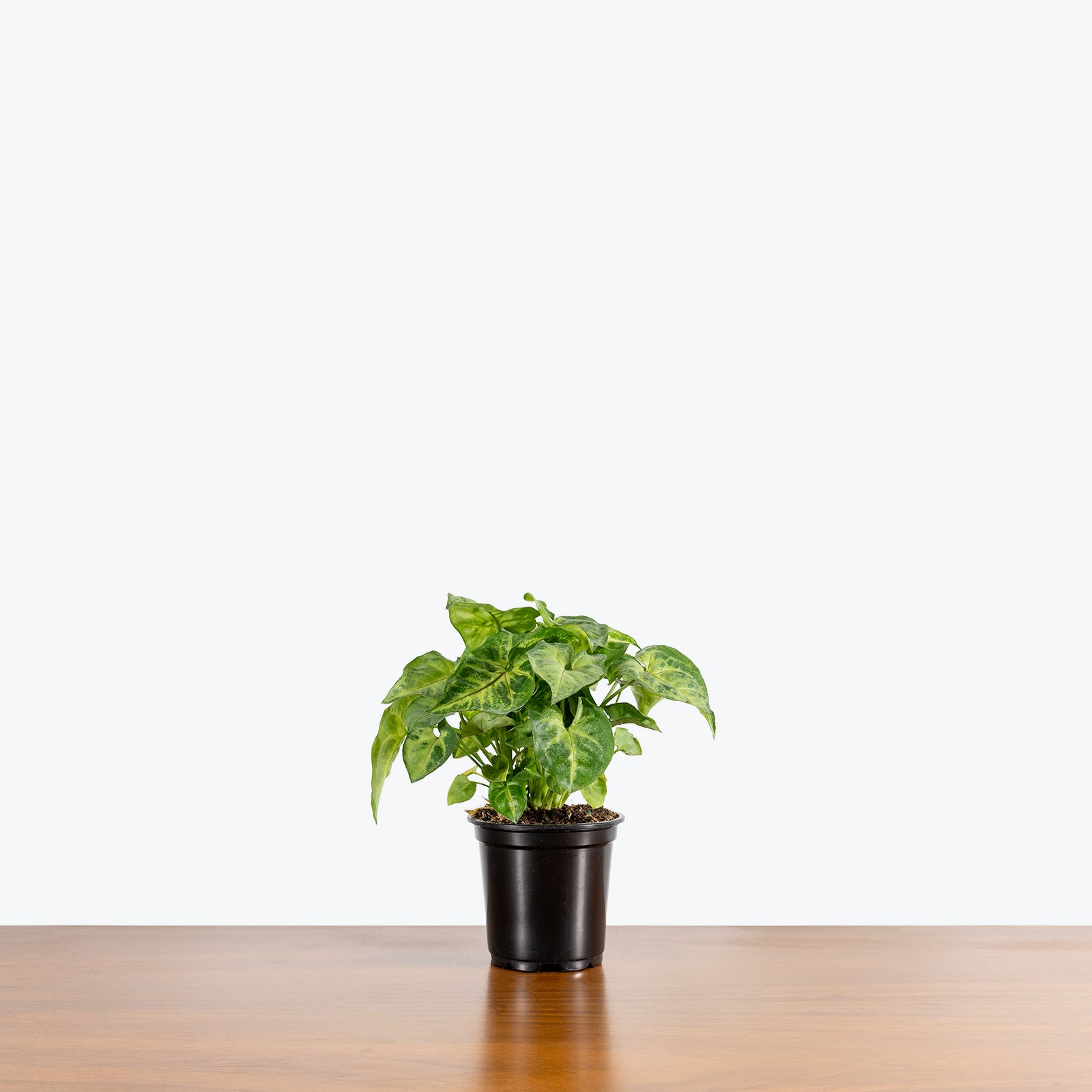 Syngonium Pixie - Arrowhead Plant - House Plants Delivery Toronto - JOMO Studio