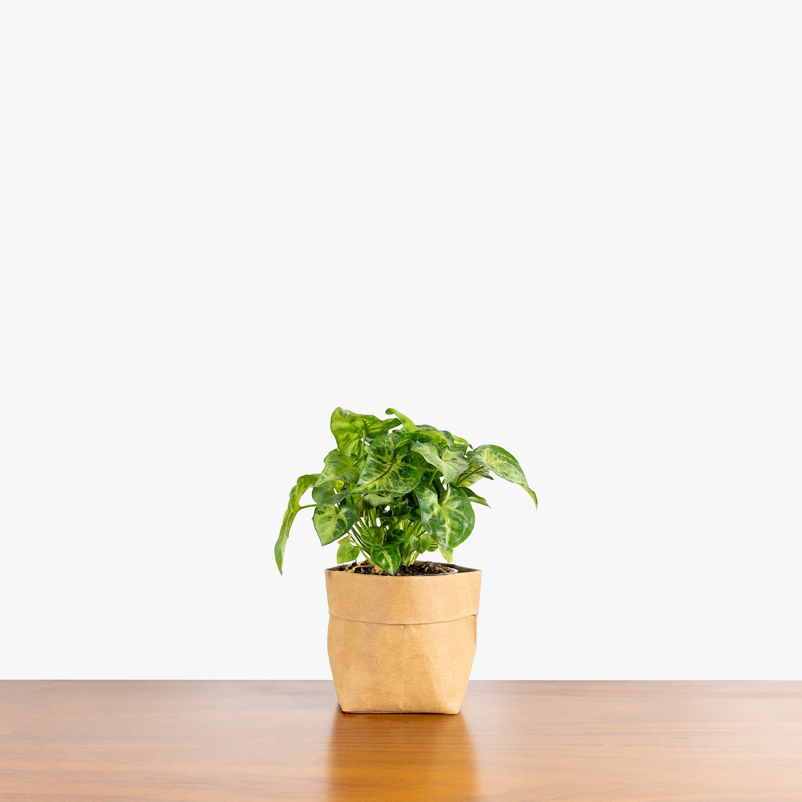 Syngonium Pixie - Arrowhead Plant - House Plants Delivery Toronto - JOMO Studio