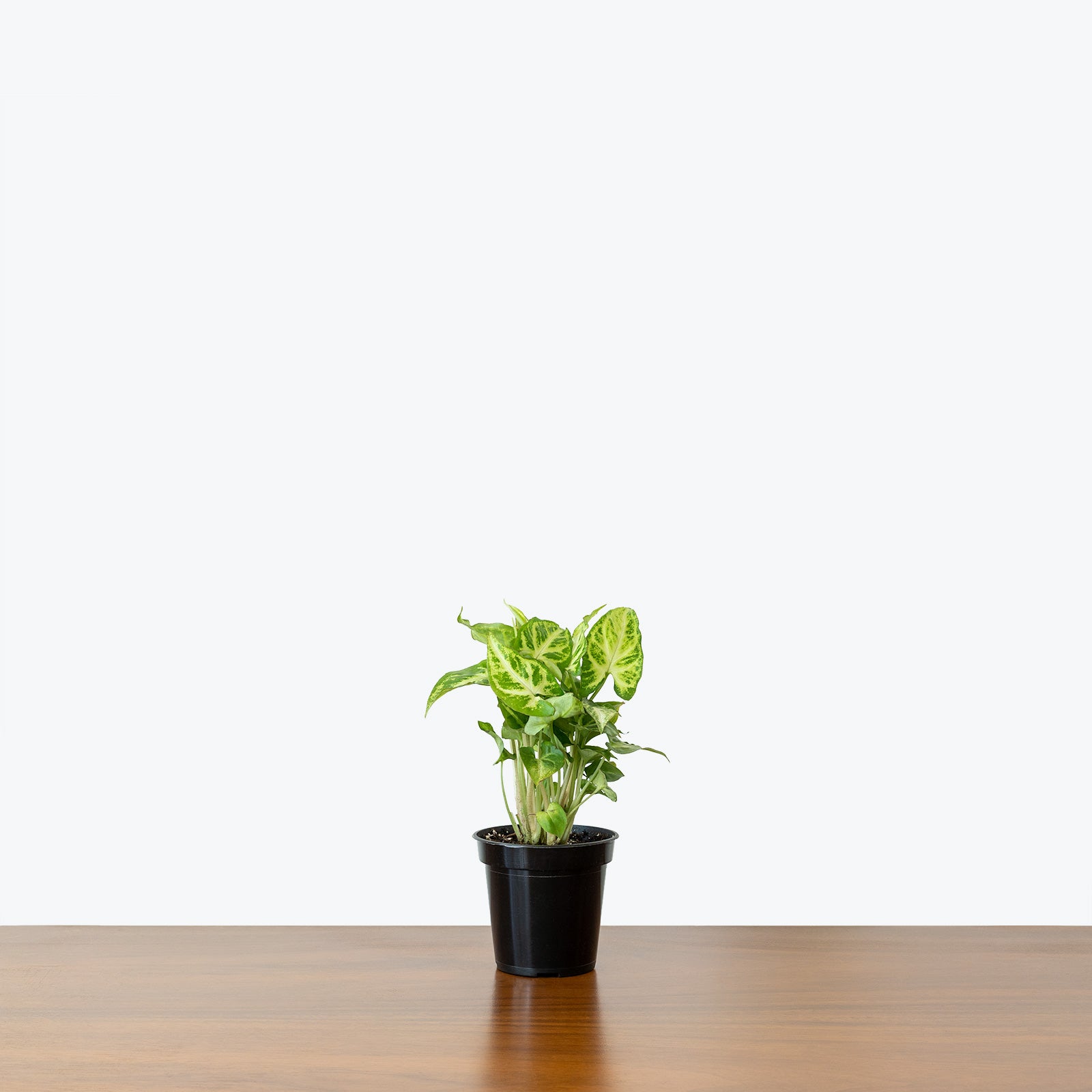 Syngonium Randy - Arrowhead Plant - House Plants Delivery Toronto - JOMO Studio