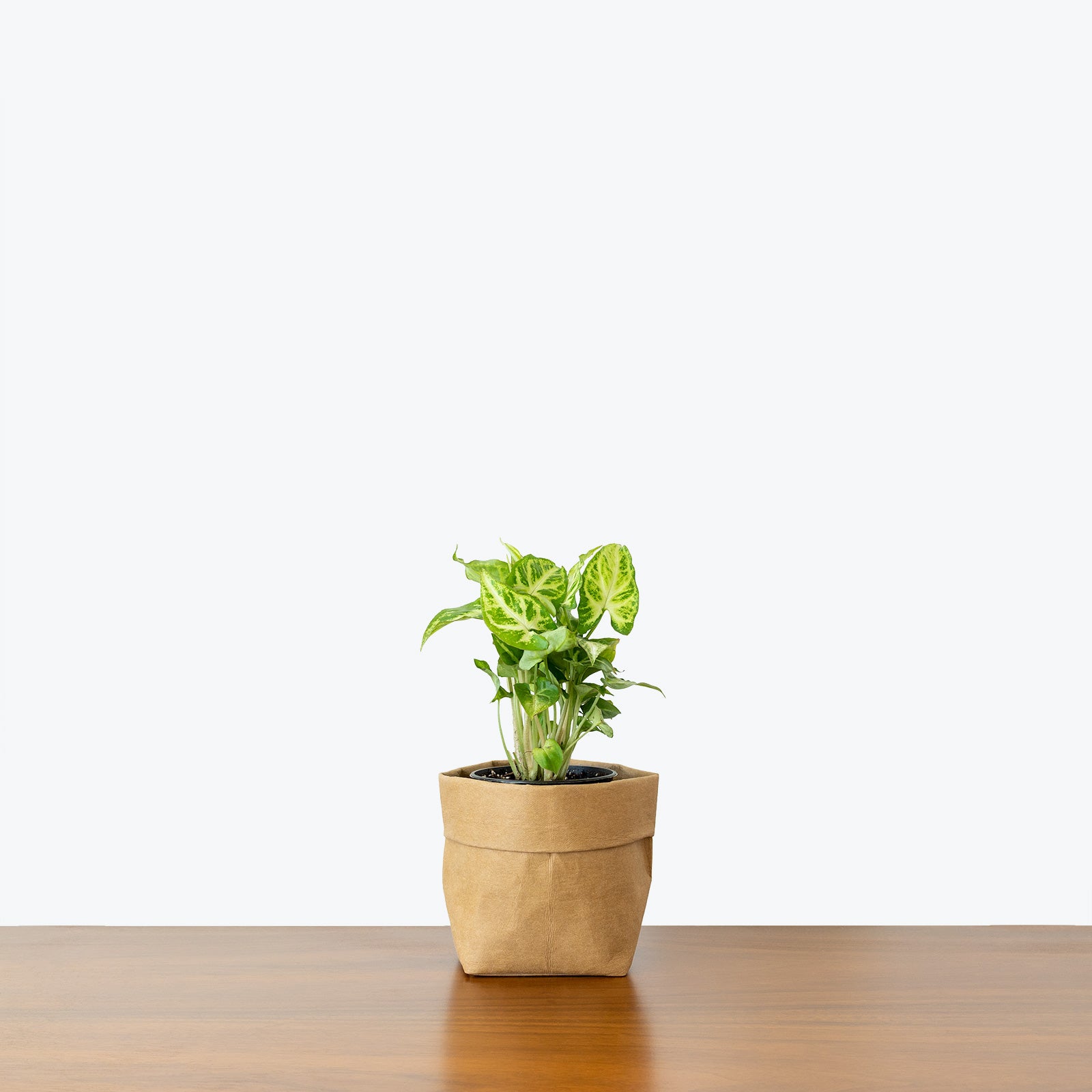 Syngonium Randy - Arrowhead Plant - House Plants Delivery Toronto - JOMO Studio