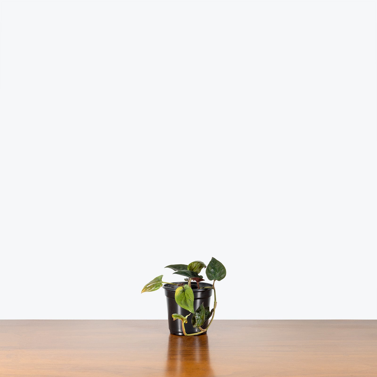 Syngonium Red Arrow | Care Guide and Pro Tips - Delivery from Toronto across Canada - JOMO Studio