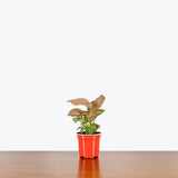 Syngonium Strawberry Cream — 4" Pot