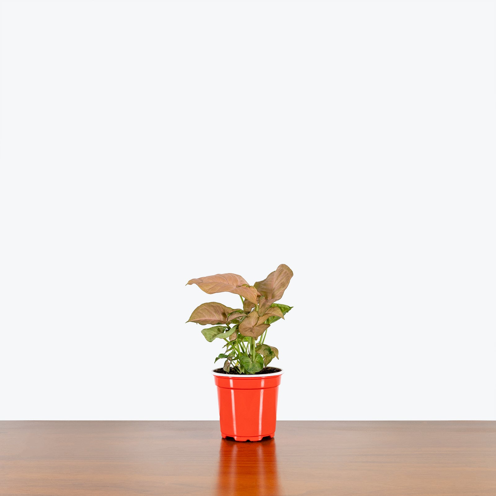 Syngonium Strawberry Cream - Arrowhead Plant - House Plants Delivery Toronto - JOMO Studio