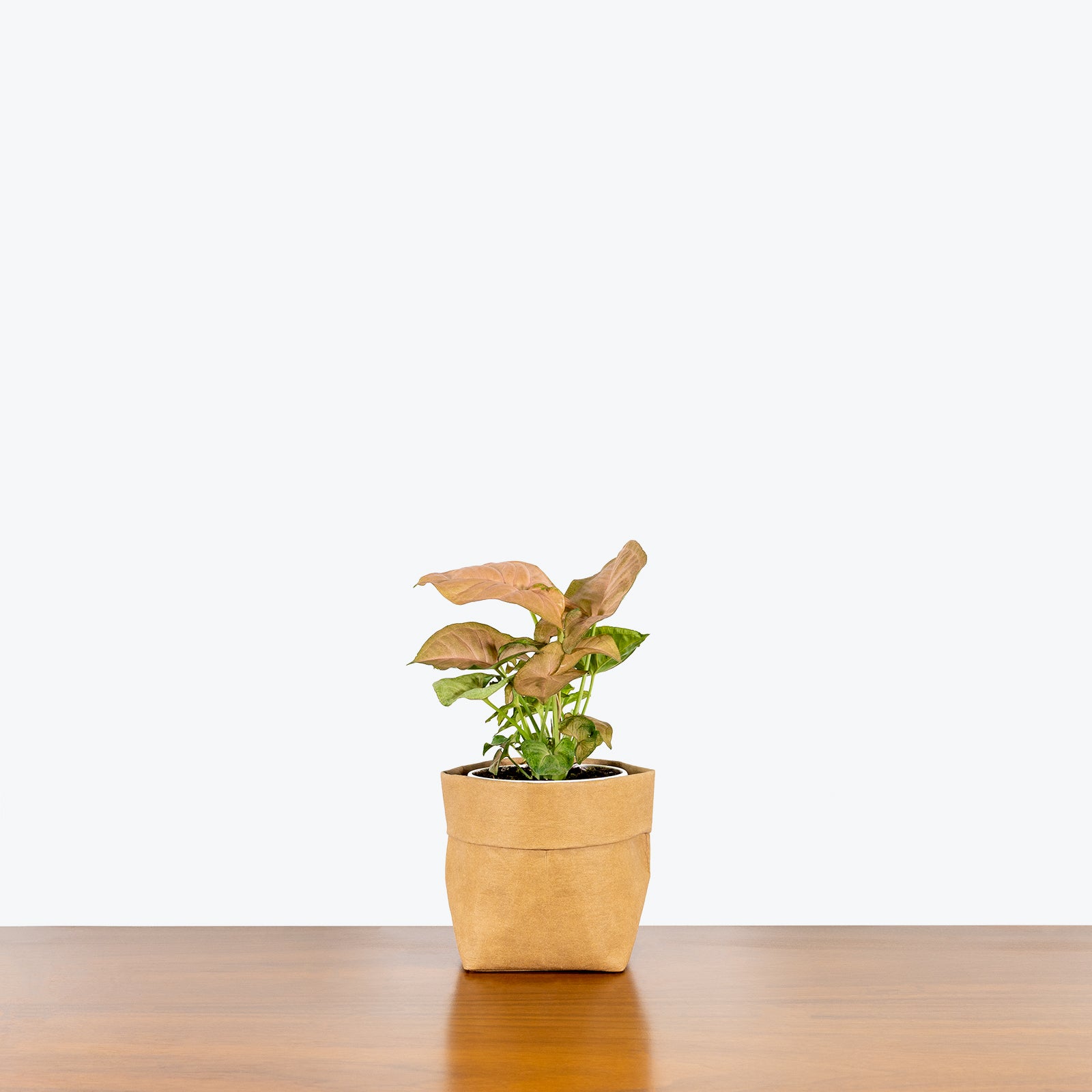 Syngonium Strawberry Cream - Arrowhead Plant - House Plants Delivery Toronto - JOMO Studio