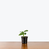 Syngonium Wendlandii — 4" Pot