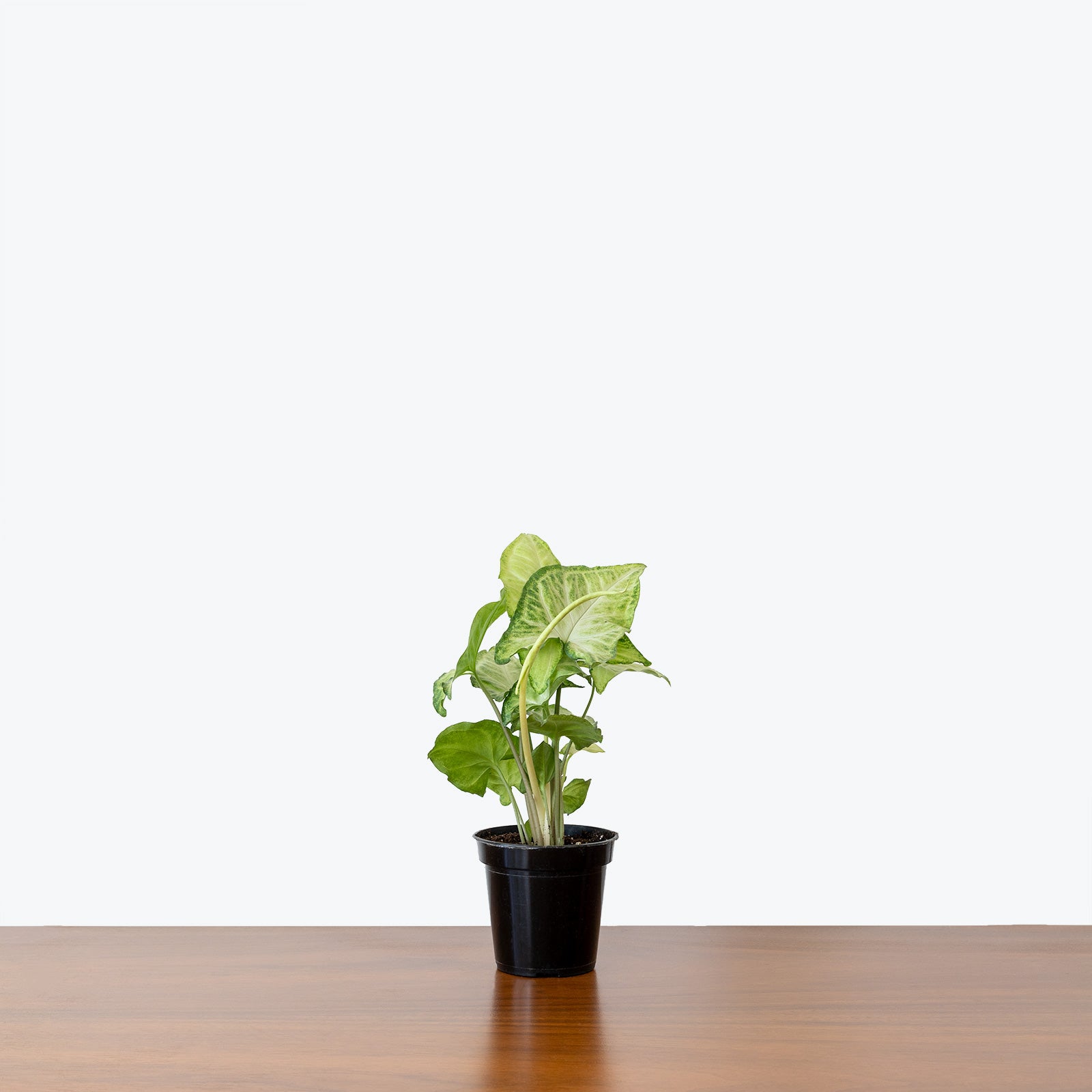 Syngonium White Butterfly - Arrowhead Plant - House Plants Delivery Toronto - JOMO Studio