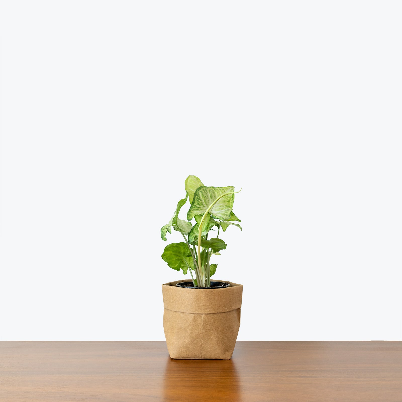 Syngonium White Butterfly - Arrowhead Plant - House Plants Delivery Toronto - JOMO Studio