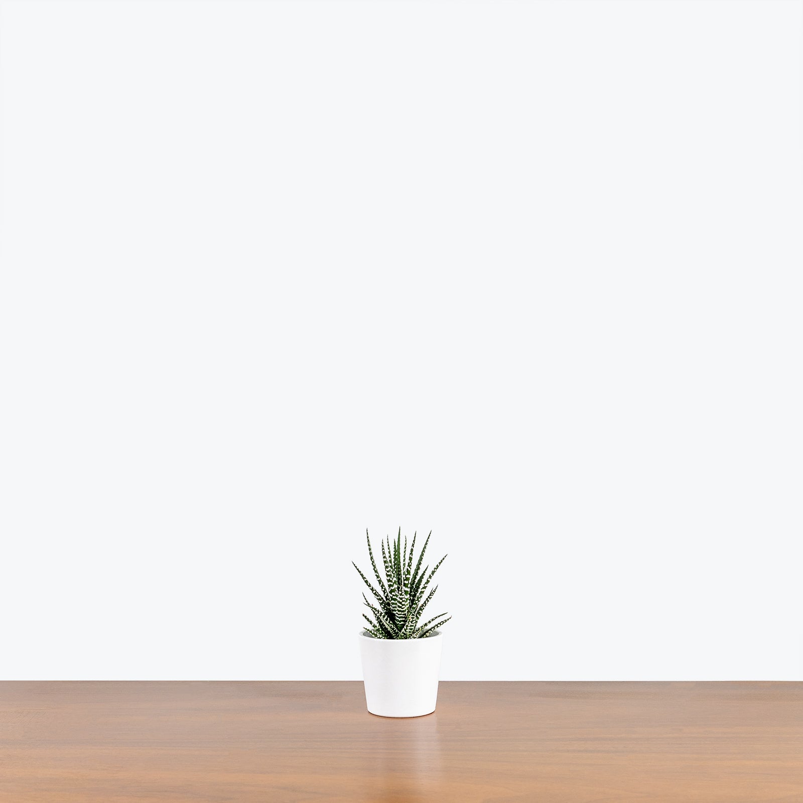 Tapered Ceramic Planter - House Plants Delivery Toronto - JOMO Studio