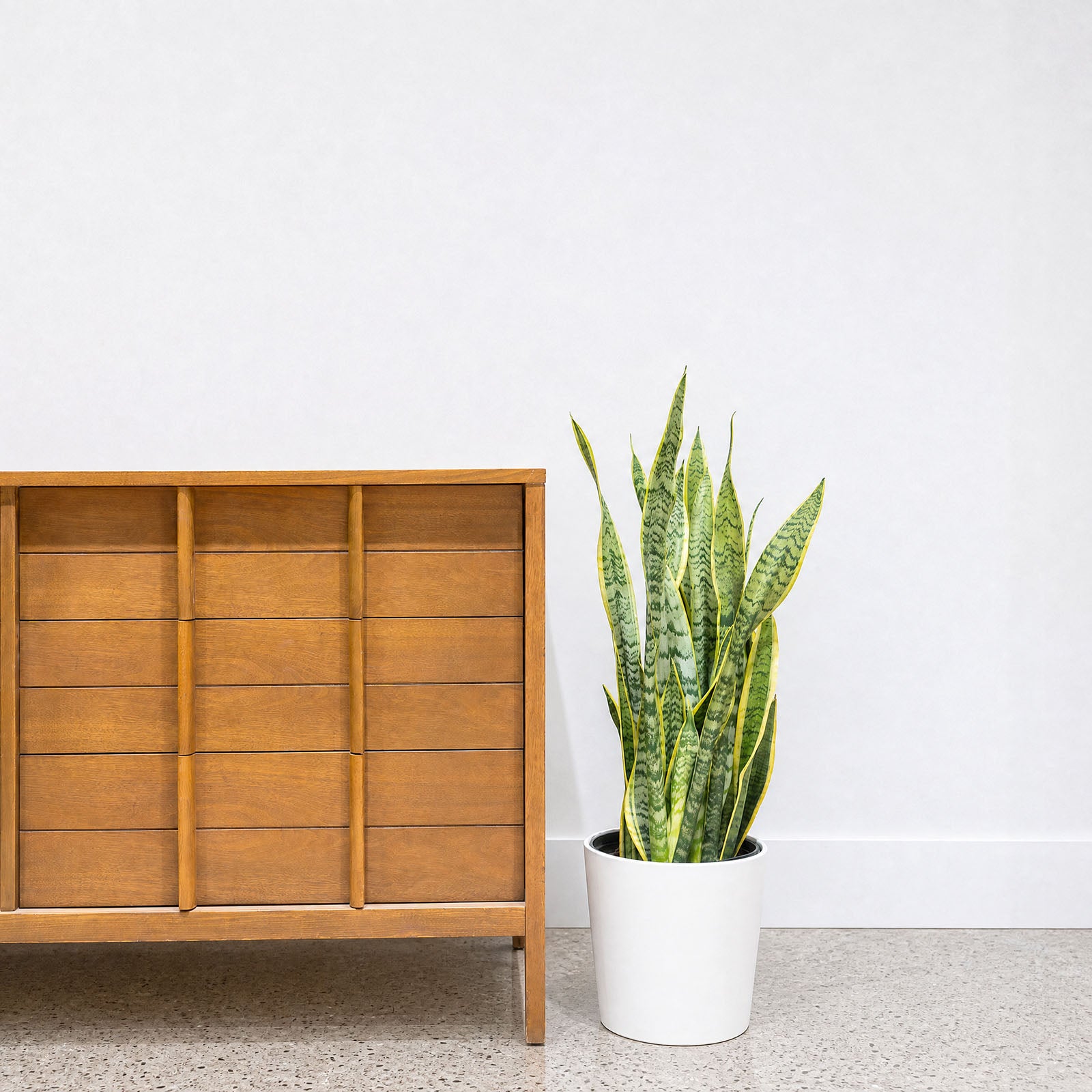 Tapered Ceramic Planter - House Plants Delivery Toronto - JOMO Studio