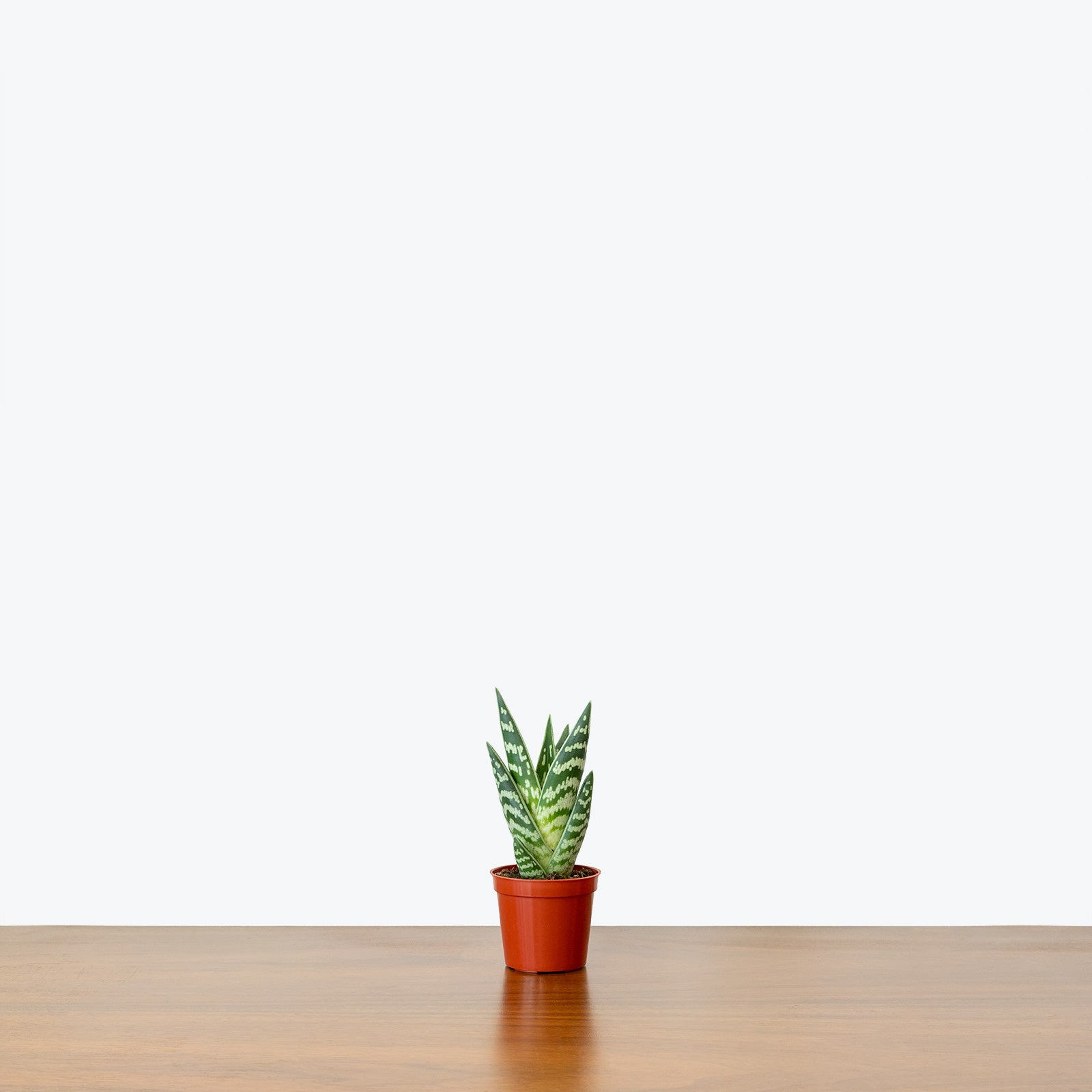 Tiger Aloe | Gonialoe Variegata | Care Guide and Pro Tips - Delivery from Toronto across Canada - JOMO Studio