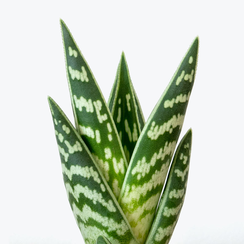 Tiger Aloe | Gonialoe Variegata | Care Guide and Pro Tips - Delivery from Toronto across Canada - JOMO Studio